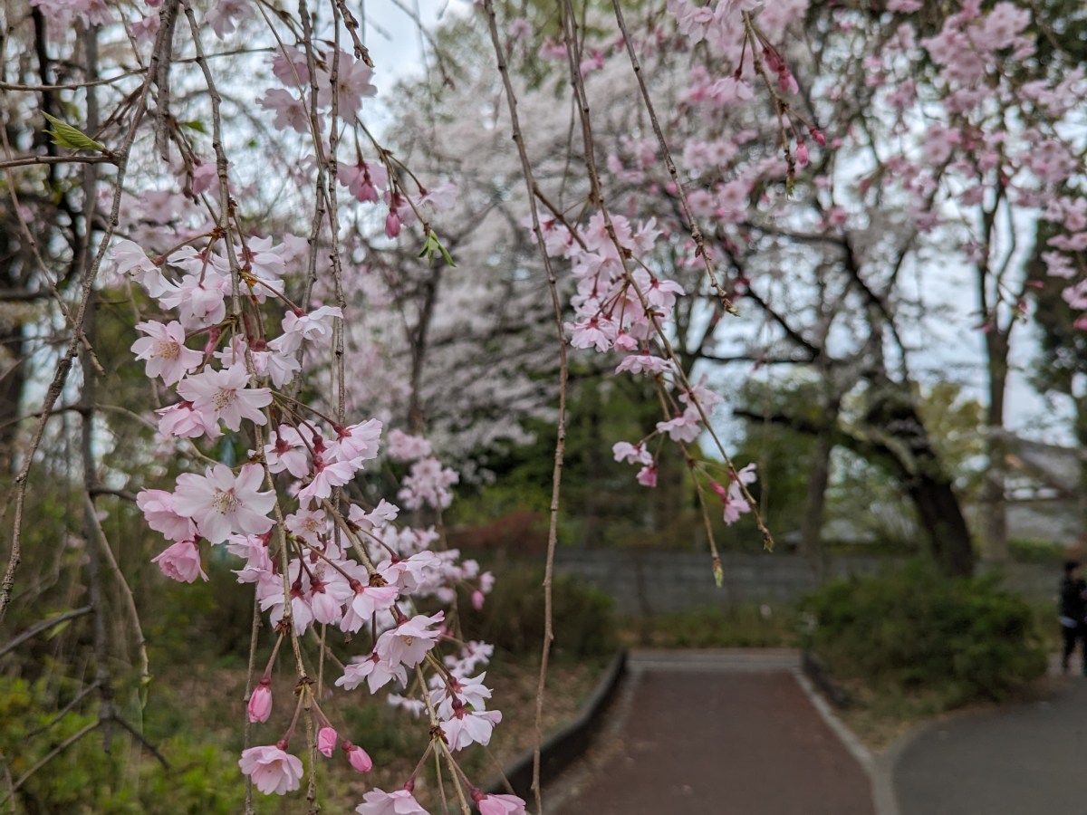 Green Road: A beautiful spot for cherry blossoms in&nbsp;Tokyo