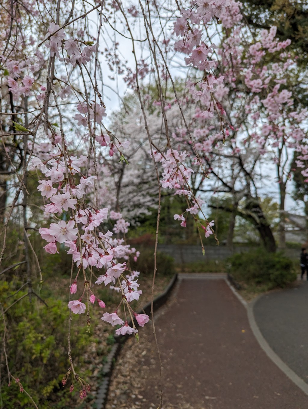 Green Road: A beautiful spot for cherry blossoms in Tokyo